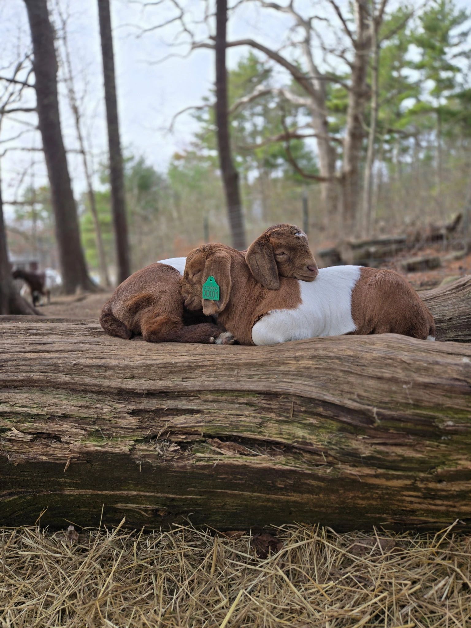 Goat Meat Products & Fresh Lamb | Wyld Goat Farm